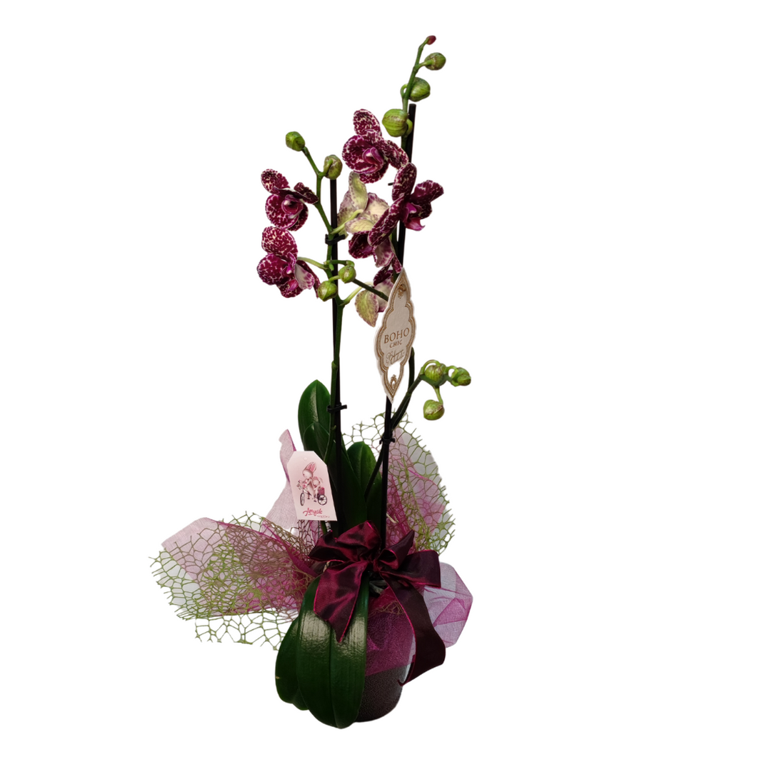 Tarka vagy pink orchidea cserépben