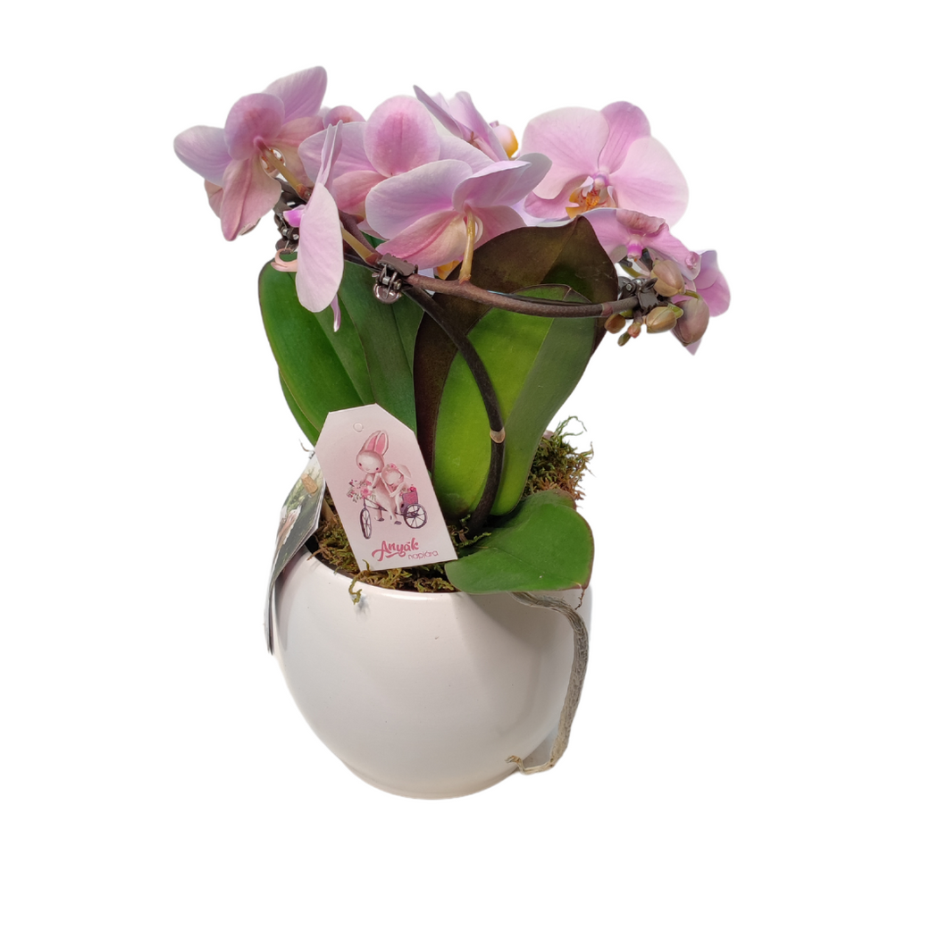Angel orchidea cserépben