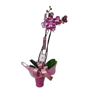 Tarka orchidea, műanyag orchidea kaspóban