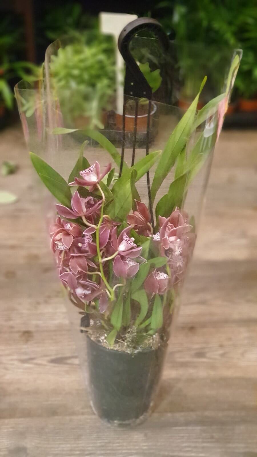 Akasztós cimbidum orchidea