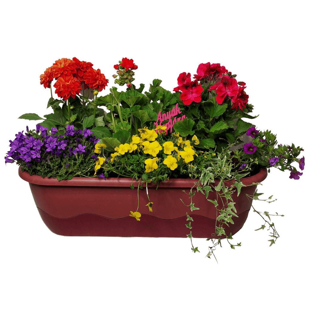 Anyák napi balkonláda beültetés színes vidám virágokkal