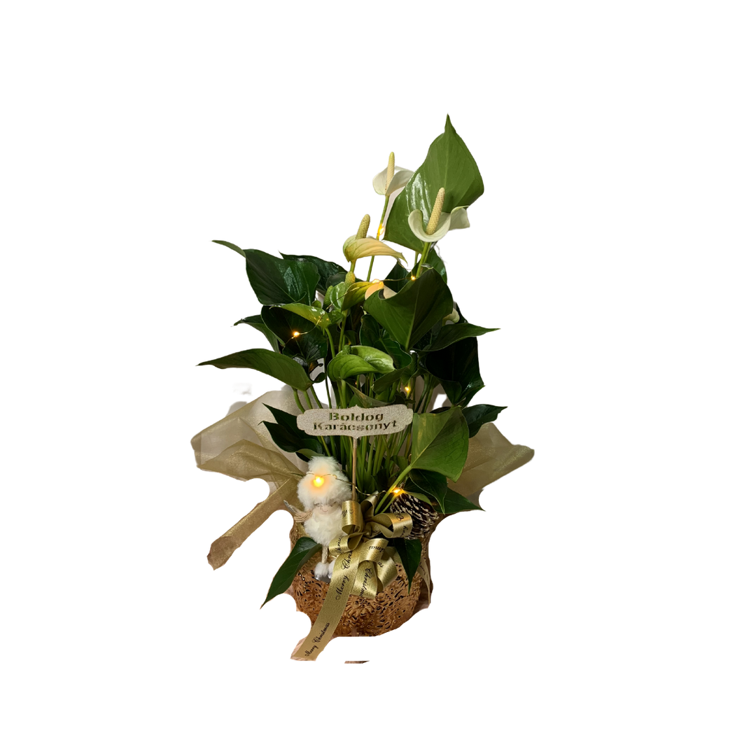 Cserepes anthurium arany kaspóban karácsonyi díszítéssel világítással
