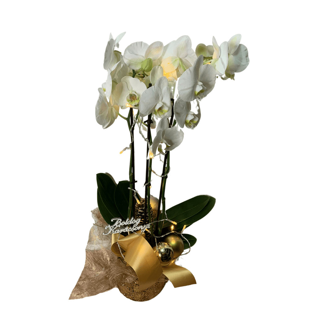 Fehér phanelopsis orchidea arany kaspóban világítással