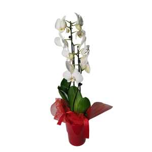 Phalaenopsis orchidea piros kaspóban