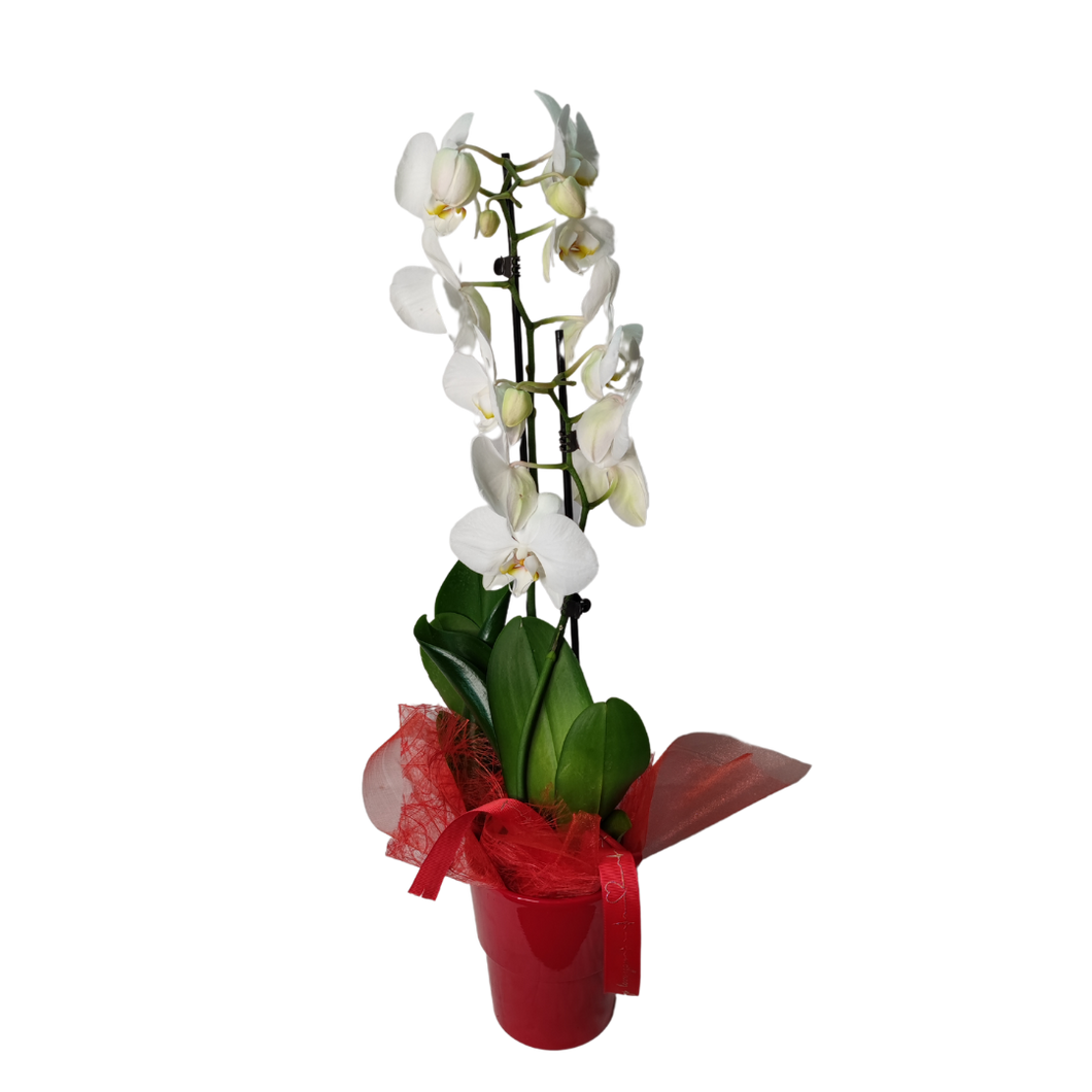 Phalaenopsis orchidea piros kaspóban