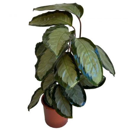 Calathea Picurata