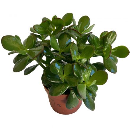 Crassula Ovata kicsi