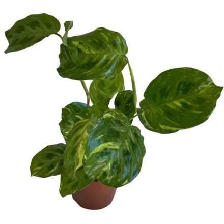 Maranta