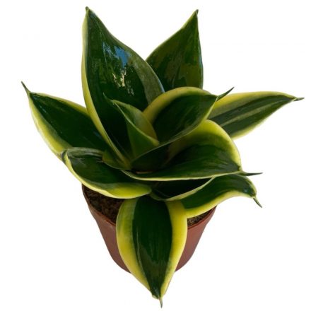 Sansevieria