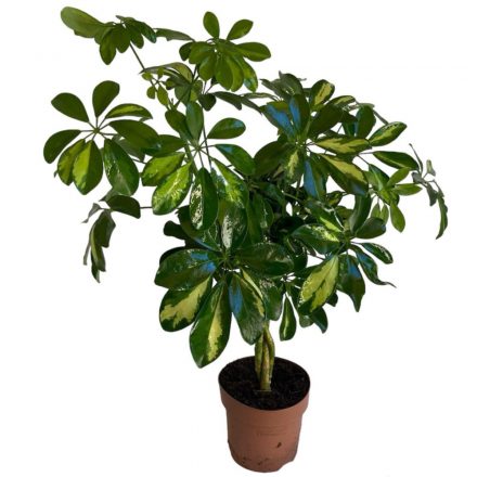 Schefflera arboricola