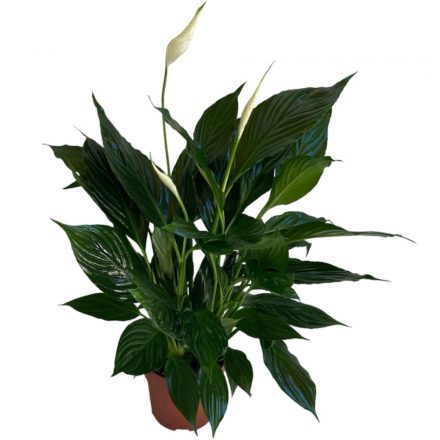 Spathiphyllum