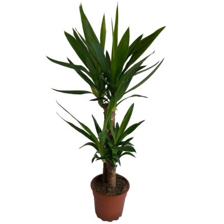 Yucca