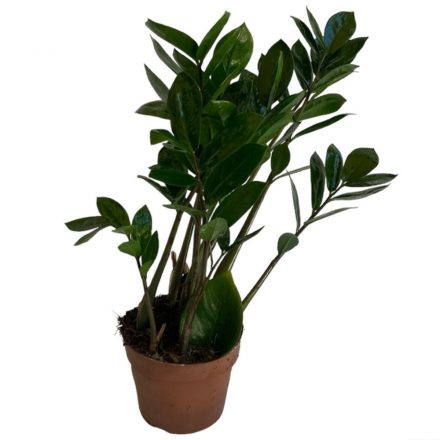 Zamioculcas zamiifolia